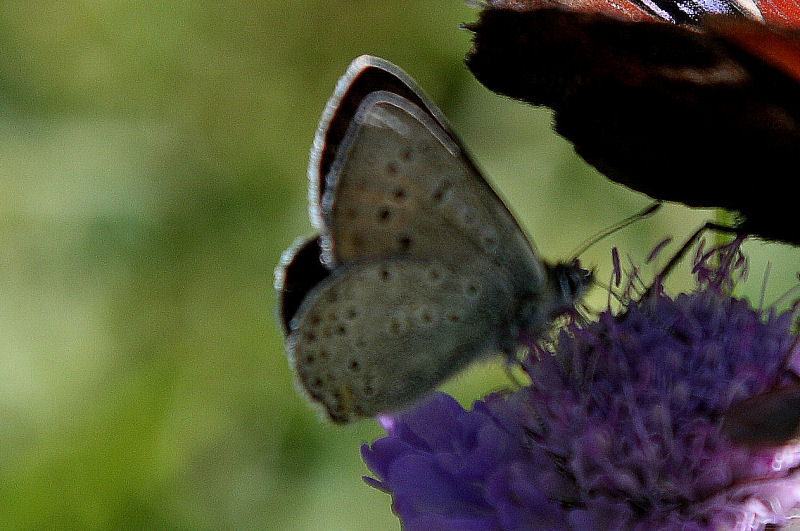 Identificazione Lycaenidae